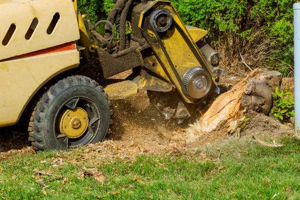 Best Dead Tree Removal  in Windber, PA